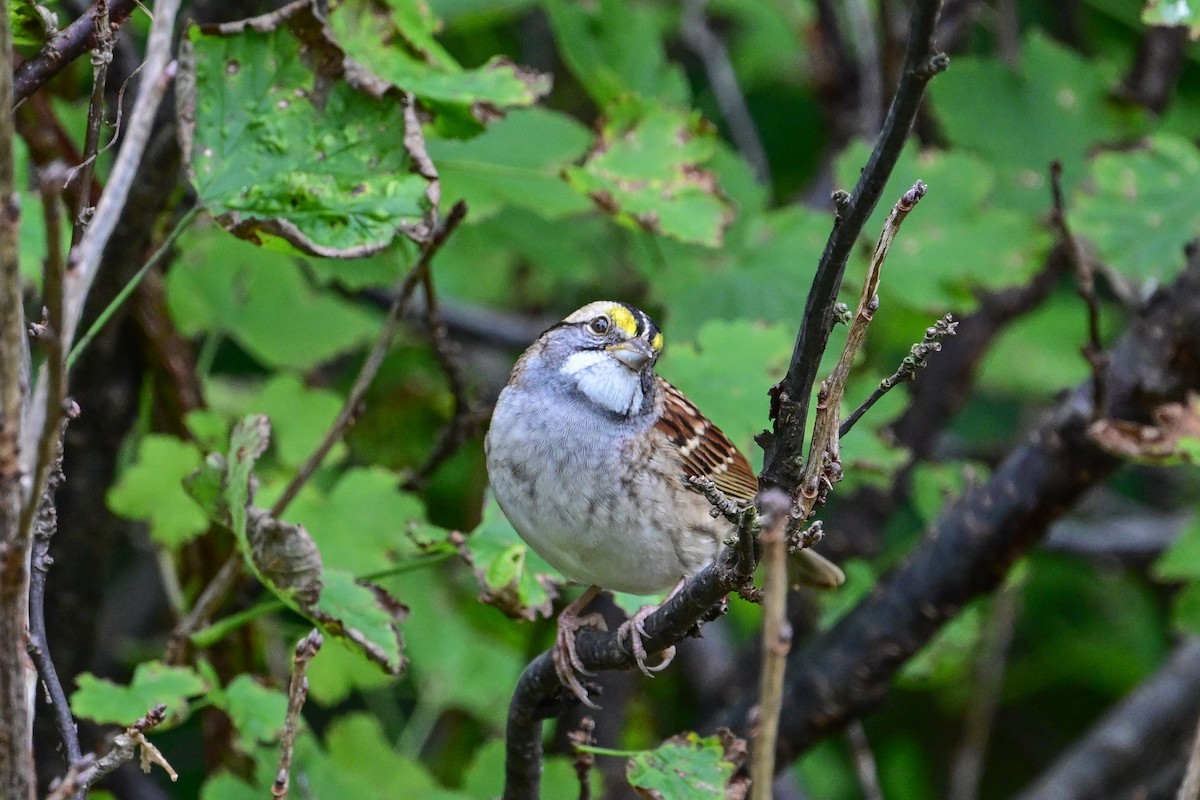 White-throated Sparrow - ML624232616