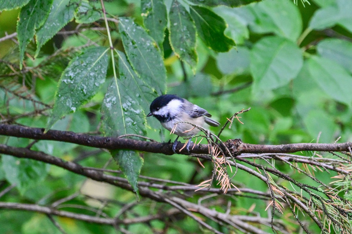 Black-capped Chickadee - ML624232618