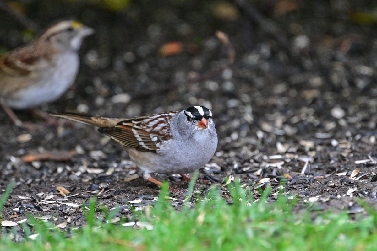 White-crowned Sparrow - ML624232622