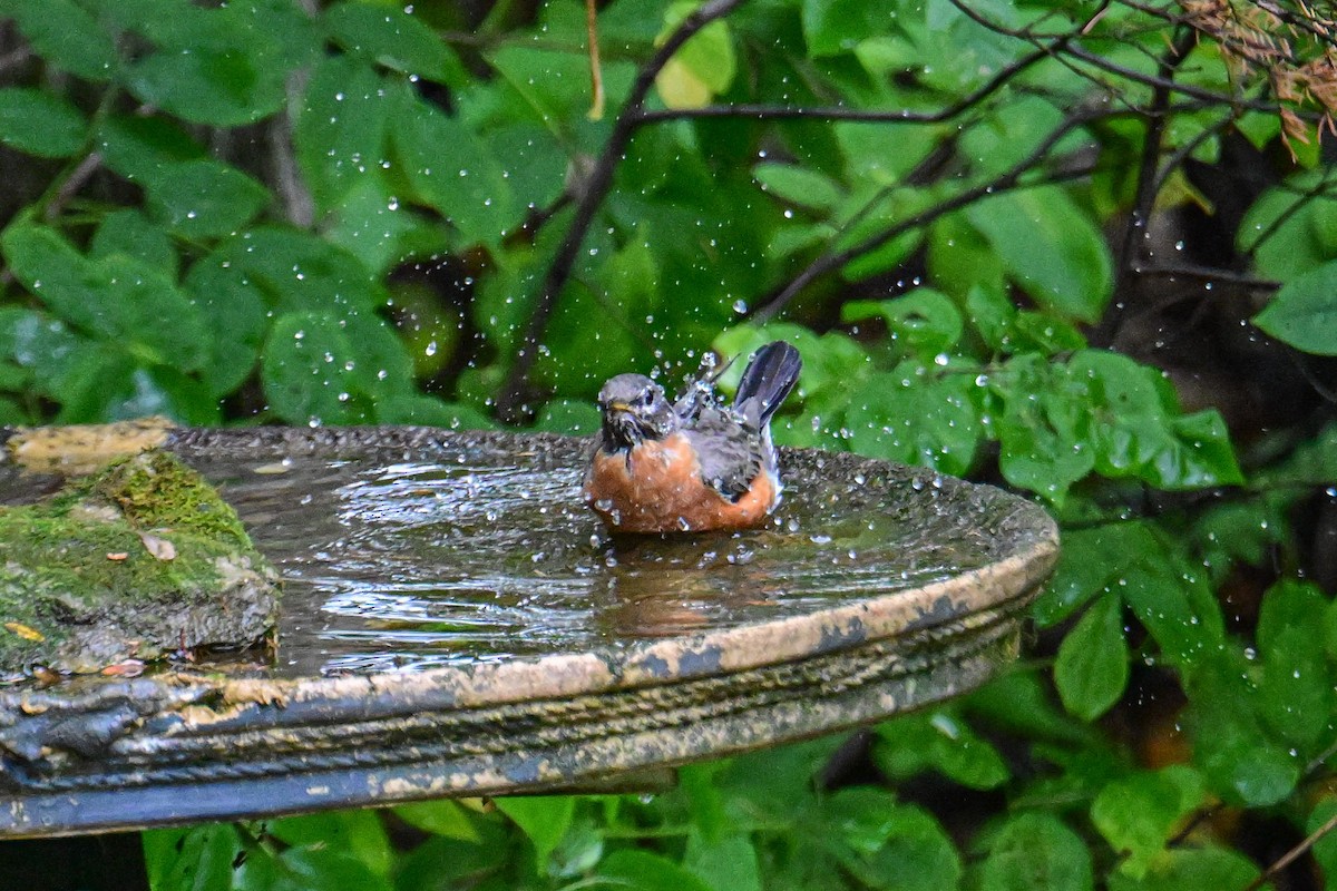 American Robin - ML624232648