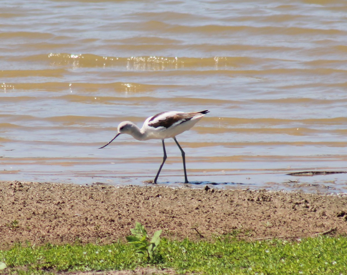 American Avocet - ML624232659