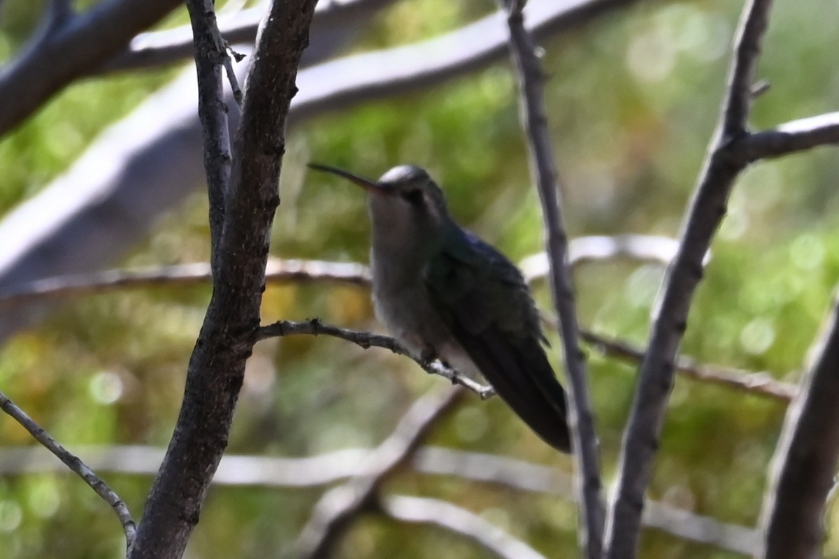 Broad-billed Hummingbird - ML624232667