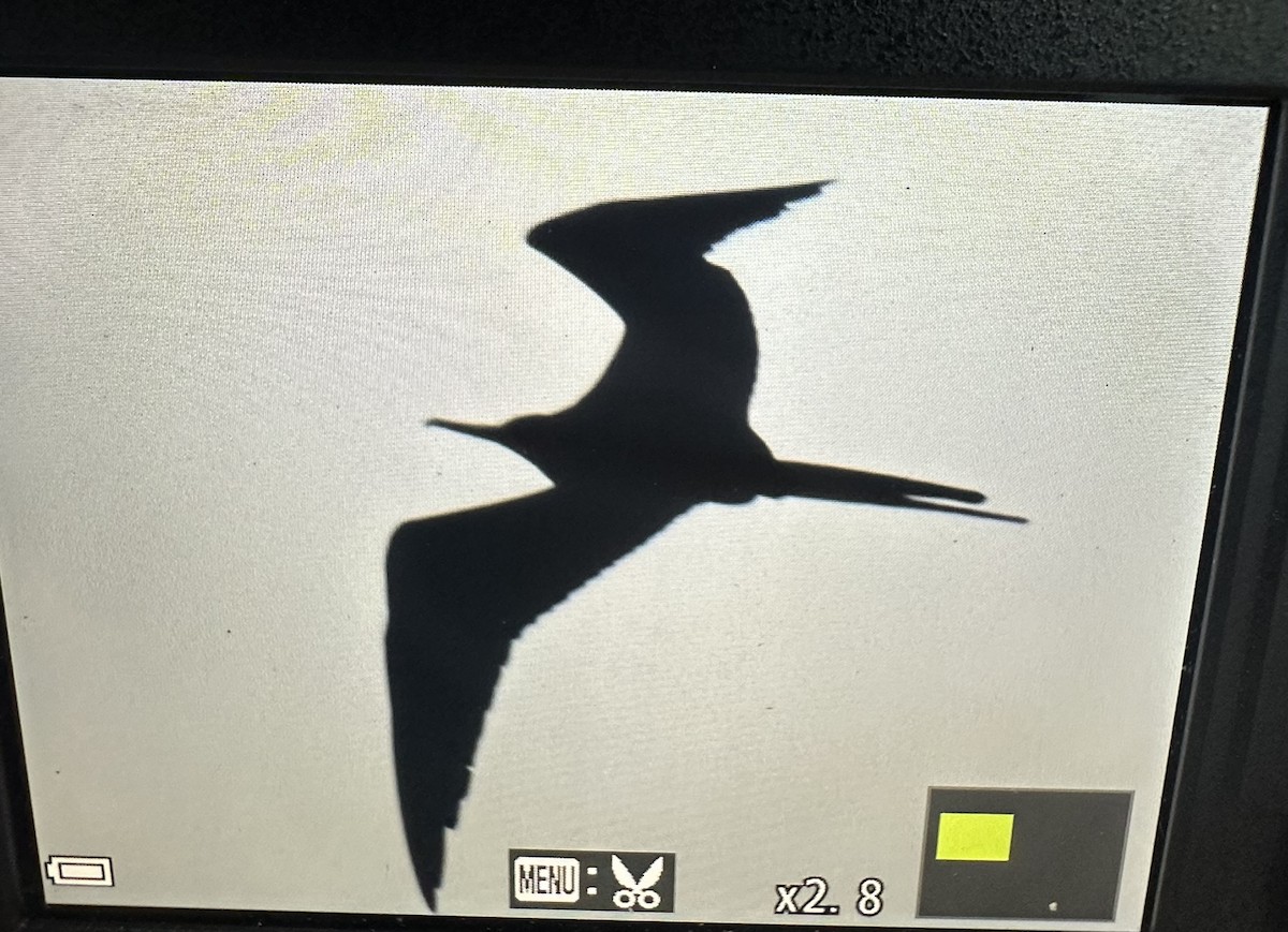 Magnificent Frigatebird - Piping Plover