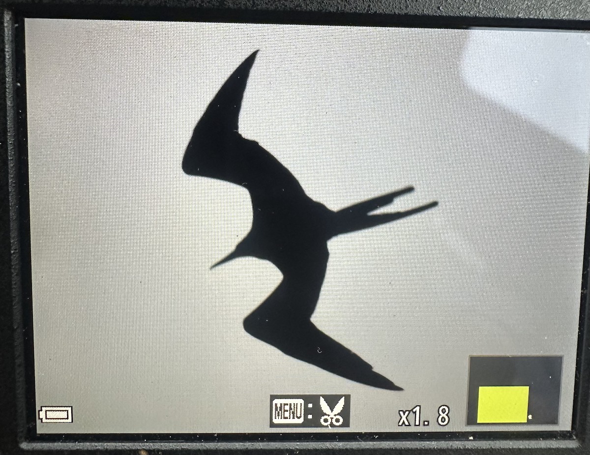 Magnificent Frigatebird - ML624232671