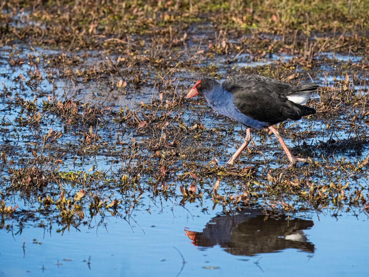 Australasian Swamphen - ML624232698