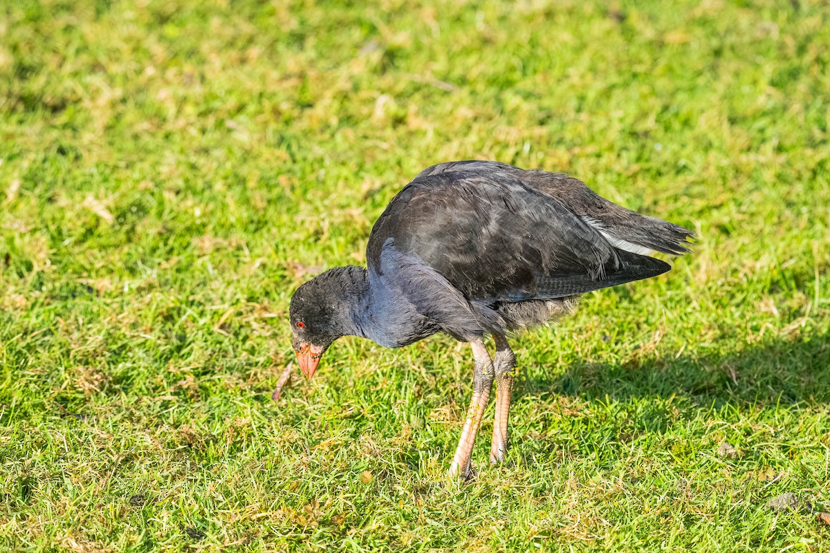 Australasian Swamphen - ML624232701