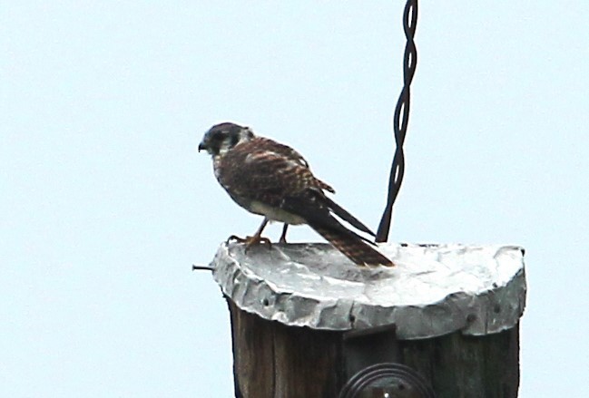 American Kestrel - ML624232707