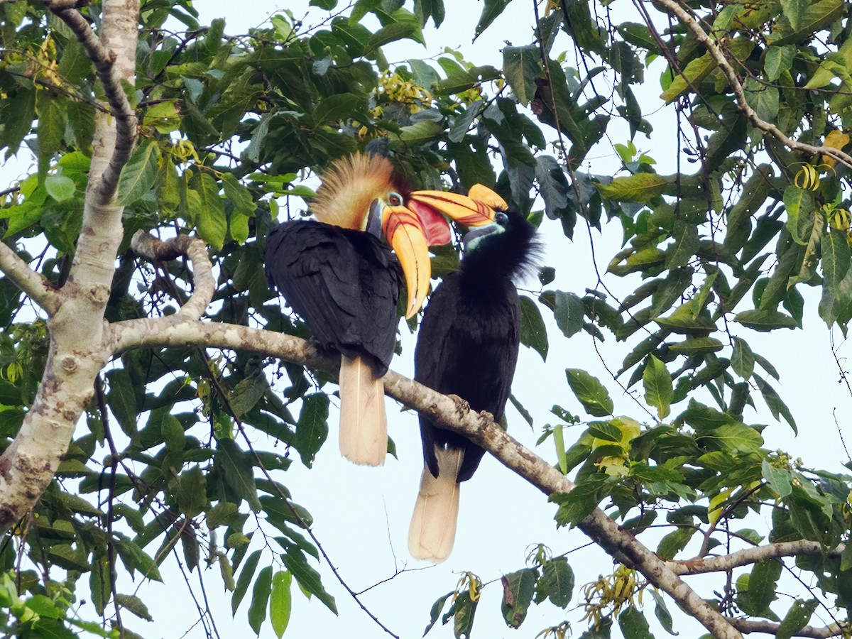 Knobbed Hornbill - ML624232719