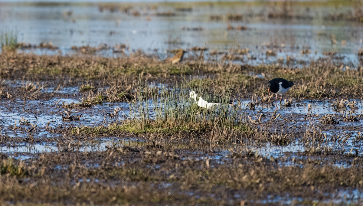 Pied Stilt - ML624232720