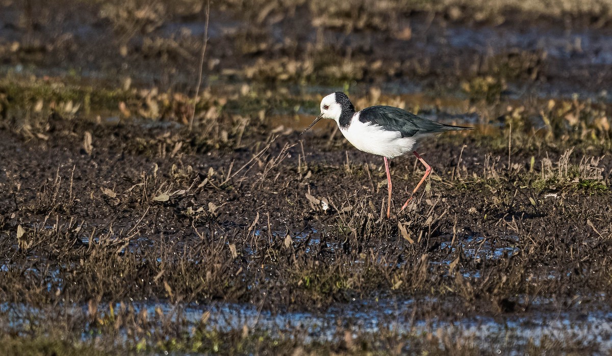 Pied Stilt - ML624232721