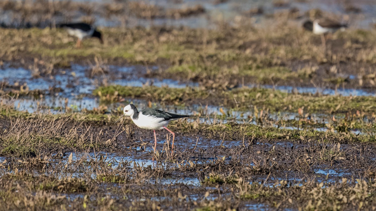 Pied Stilt - ML624232722