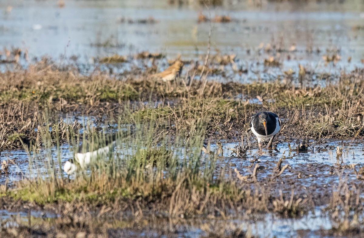 Pied Stilt - ML624232723