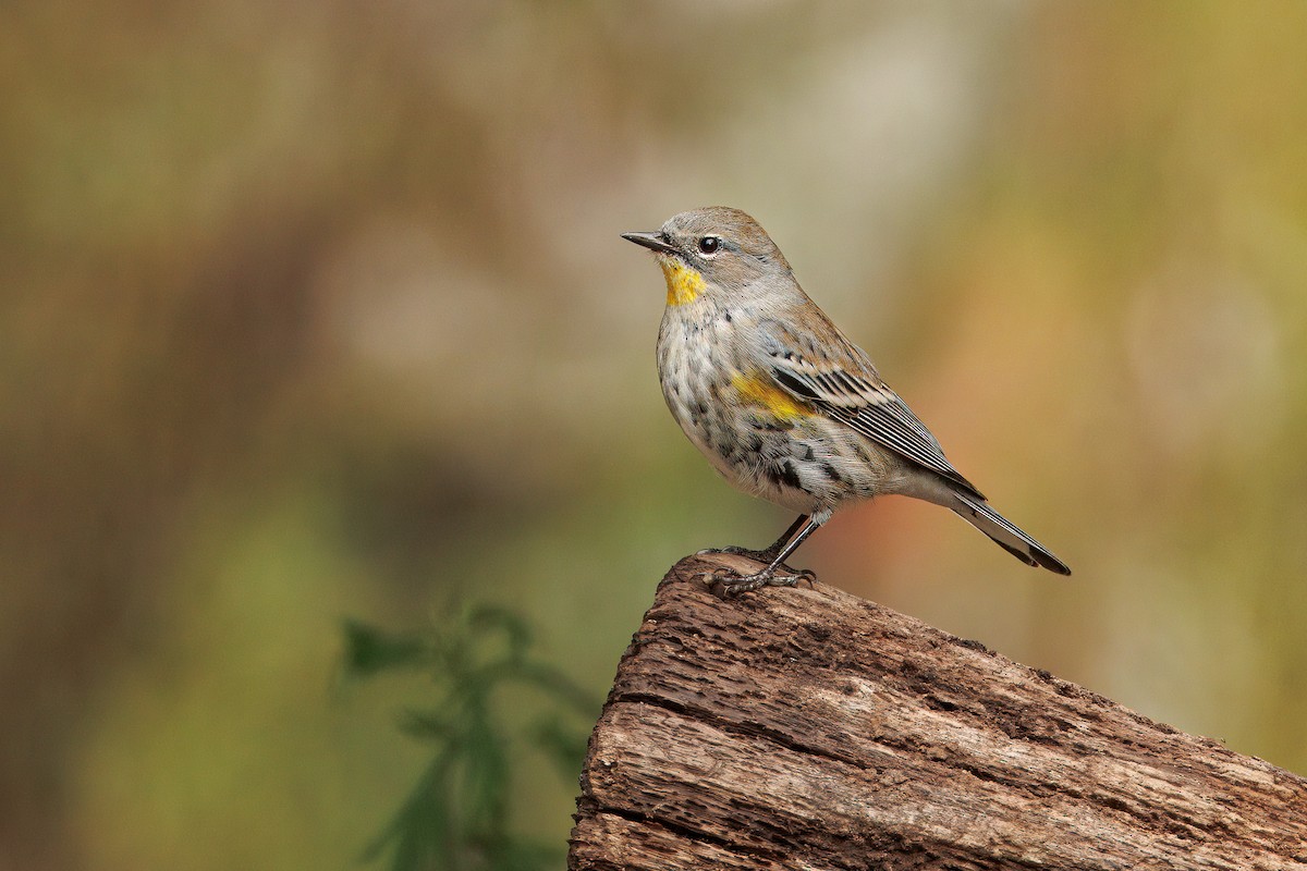 Yellow-rumped Warbler (Audubon's) - ML624232740