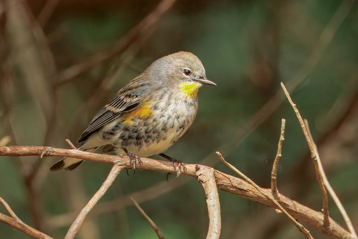Yellow-rumped Warbler (Audubon's) - ML624232741