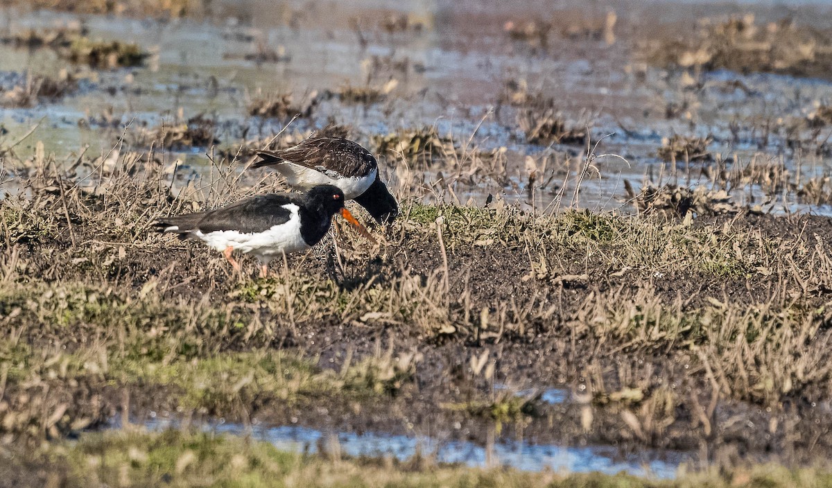 Variable Oystercatcher - ML624232750