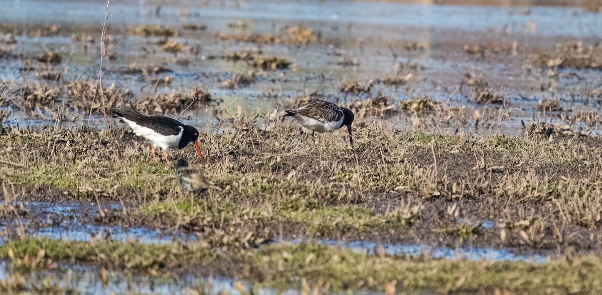 Variable Oystercatcher - ML624232751