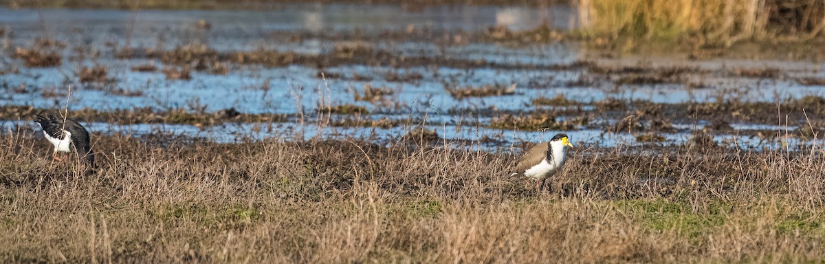 Masked Lapwing - ML624232770