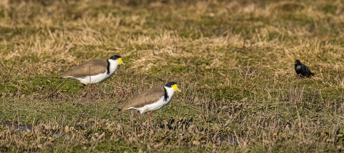 Masked Lapwing - ML624232772