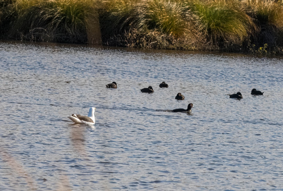 Kelp Gull - ML624232782