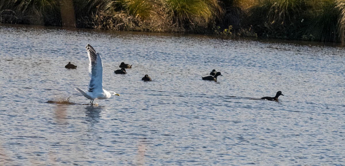 Kelp Gull - ML624232783