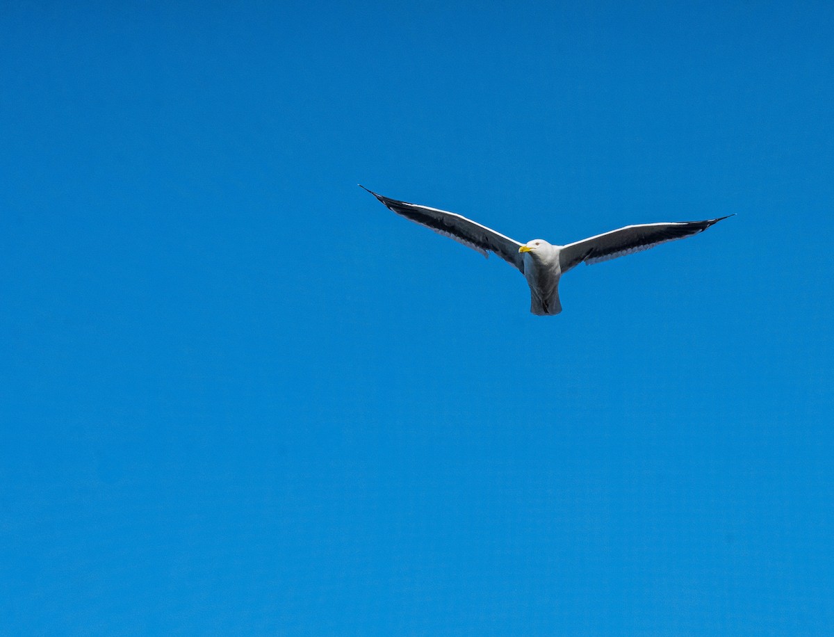 Kelp Gull - ML624232784