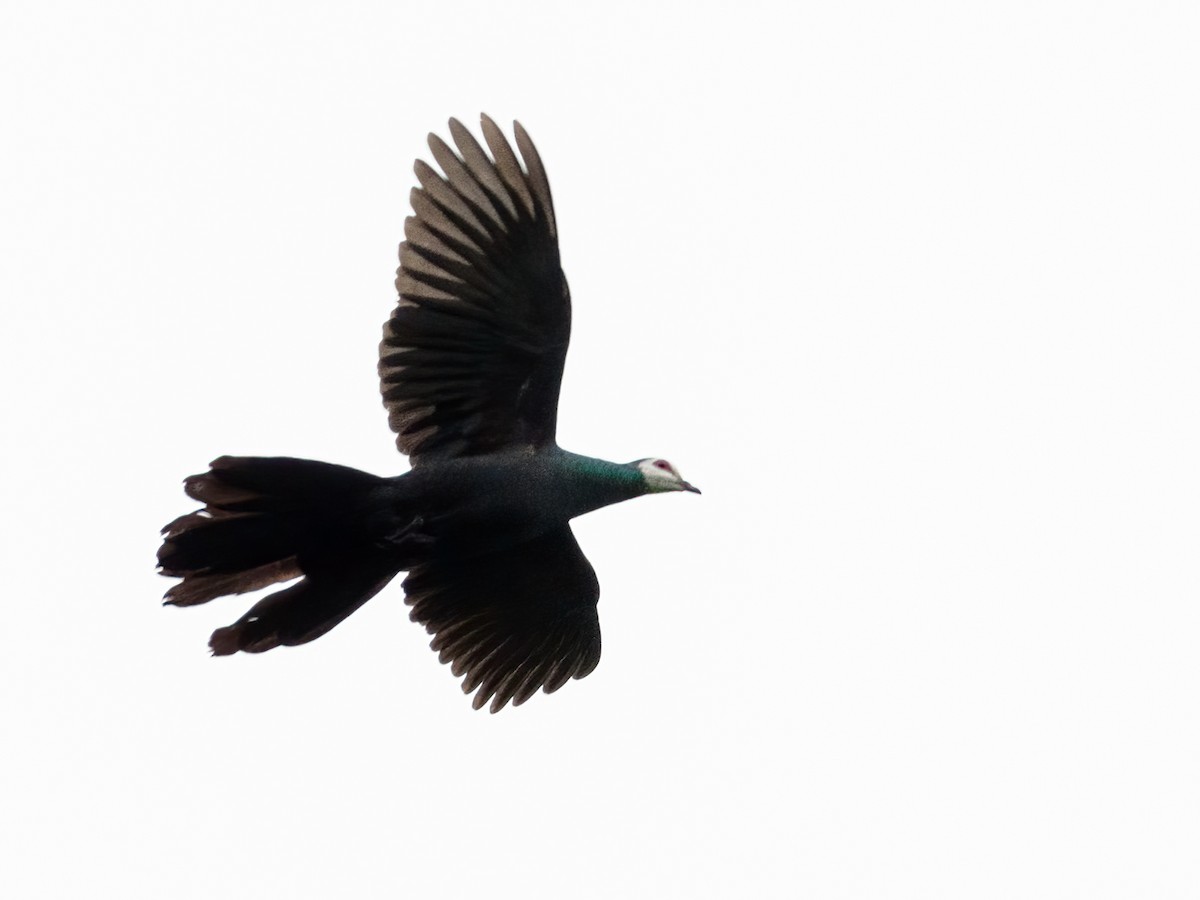 White-faced Cuckoo-Dove - ML624232801