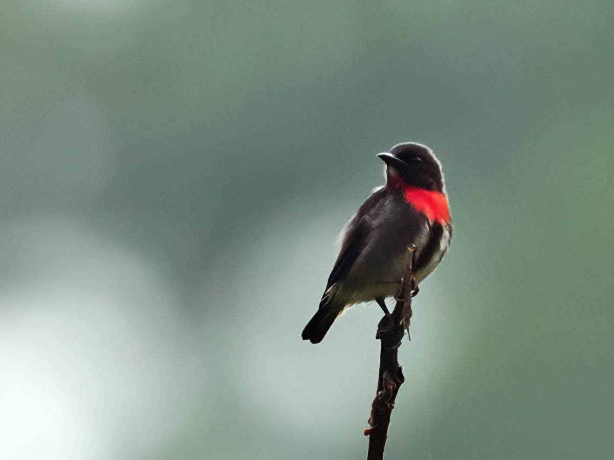 Gray-sided Flowerpecker (Gray-sided) - Nick Athanas