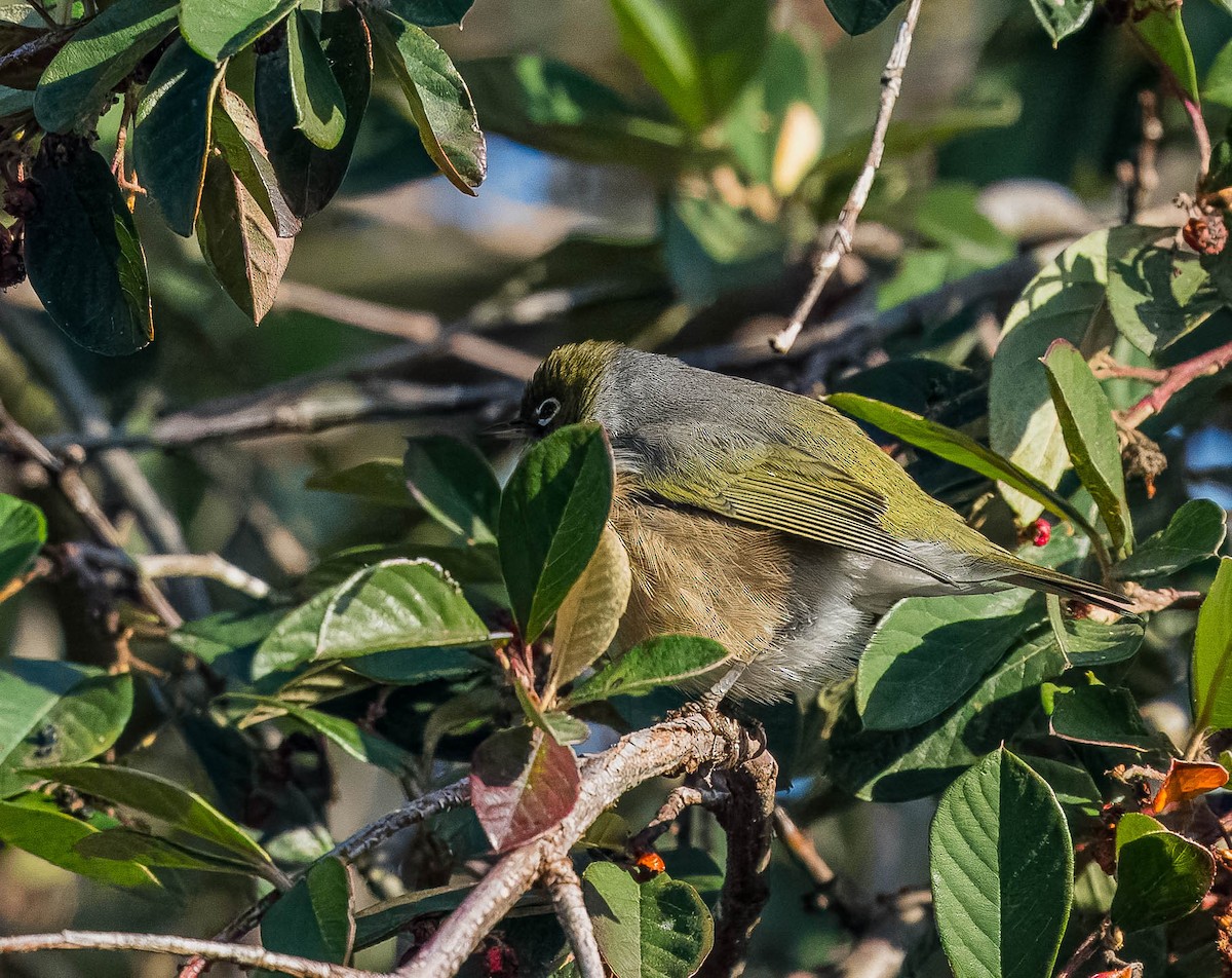 Silvereye - ML624232813