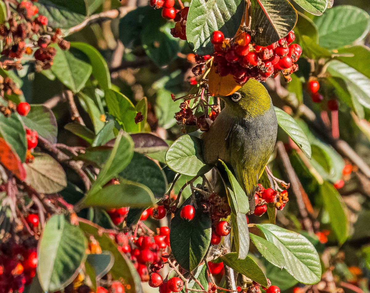 Silvereye - ML624232814