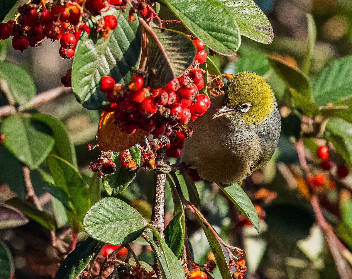 Silvereye - ML624232816