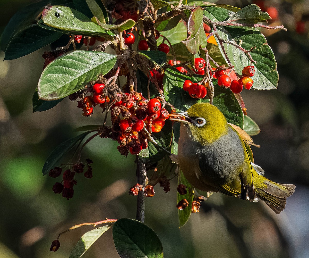 Silvereye - ML624232818