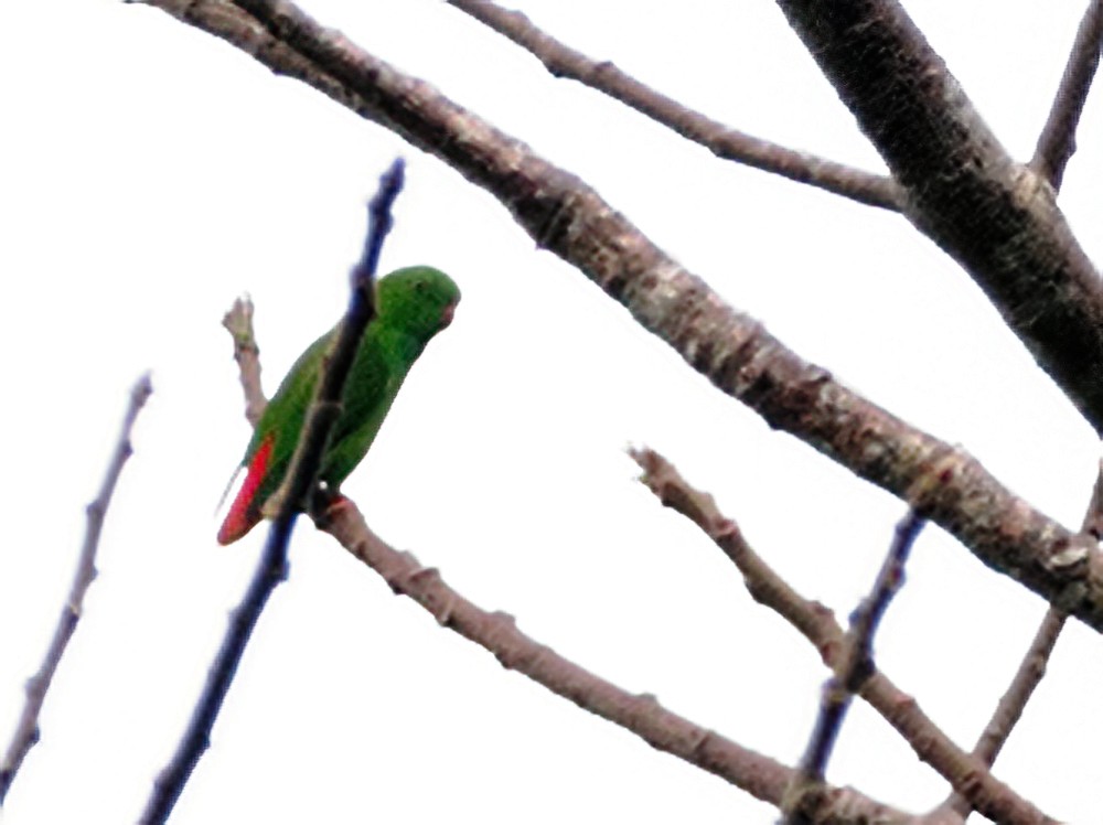 Pygmy Hanging-Parrot - ML624232820