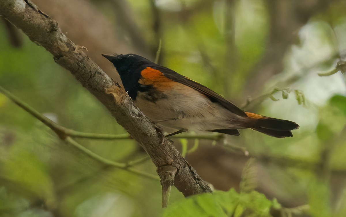 American Redstart - ML624232836