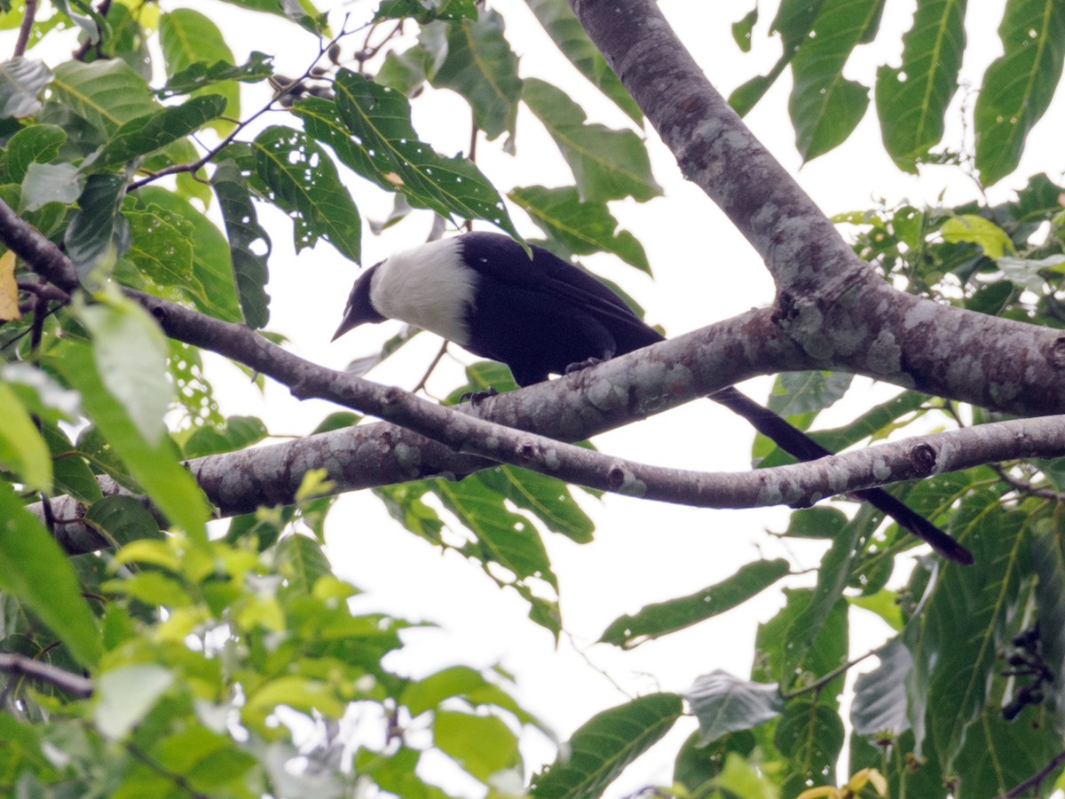 White-necked Myna (Northern) - ML624232854