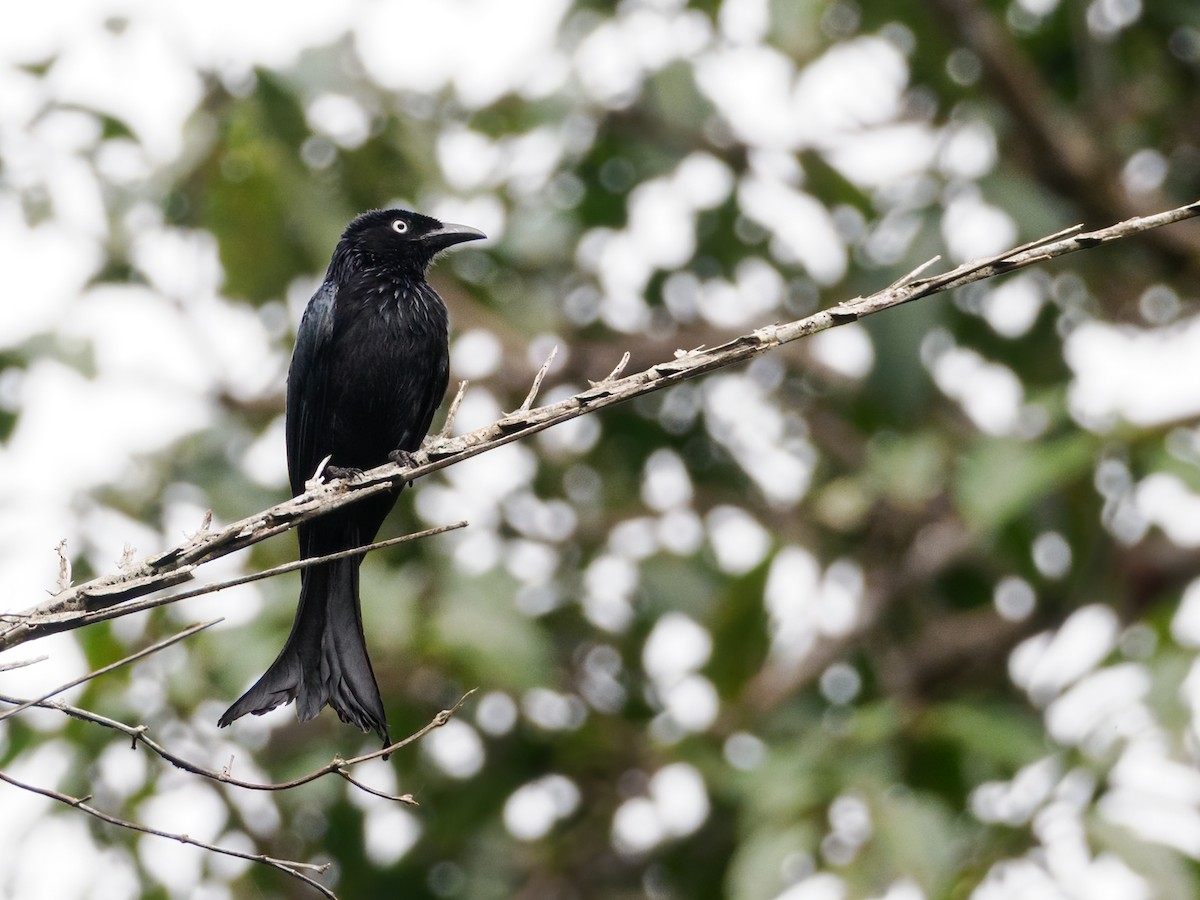 Hair-crested Drongo (White-eyed) - Nick Athanas