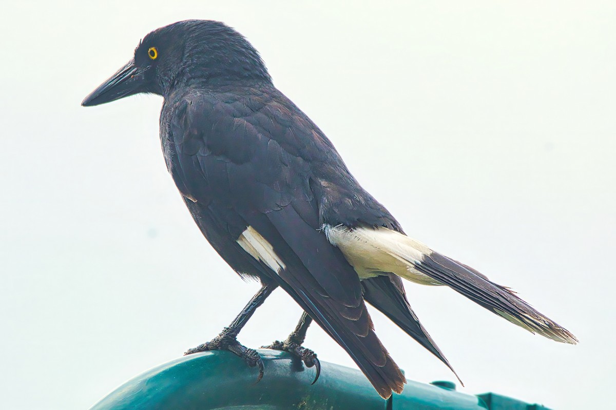 Pied Currawong - ML624232861