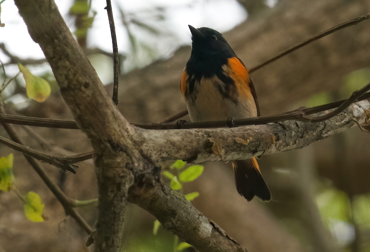 American Redstart - ML624232869