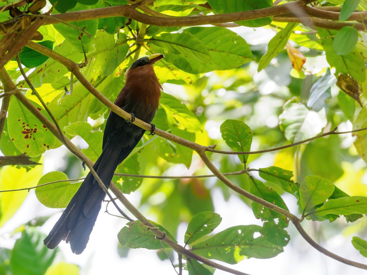 Yellow-billed Malkoha - ML624233030