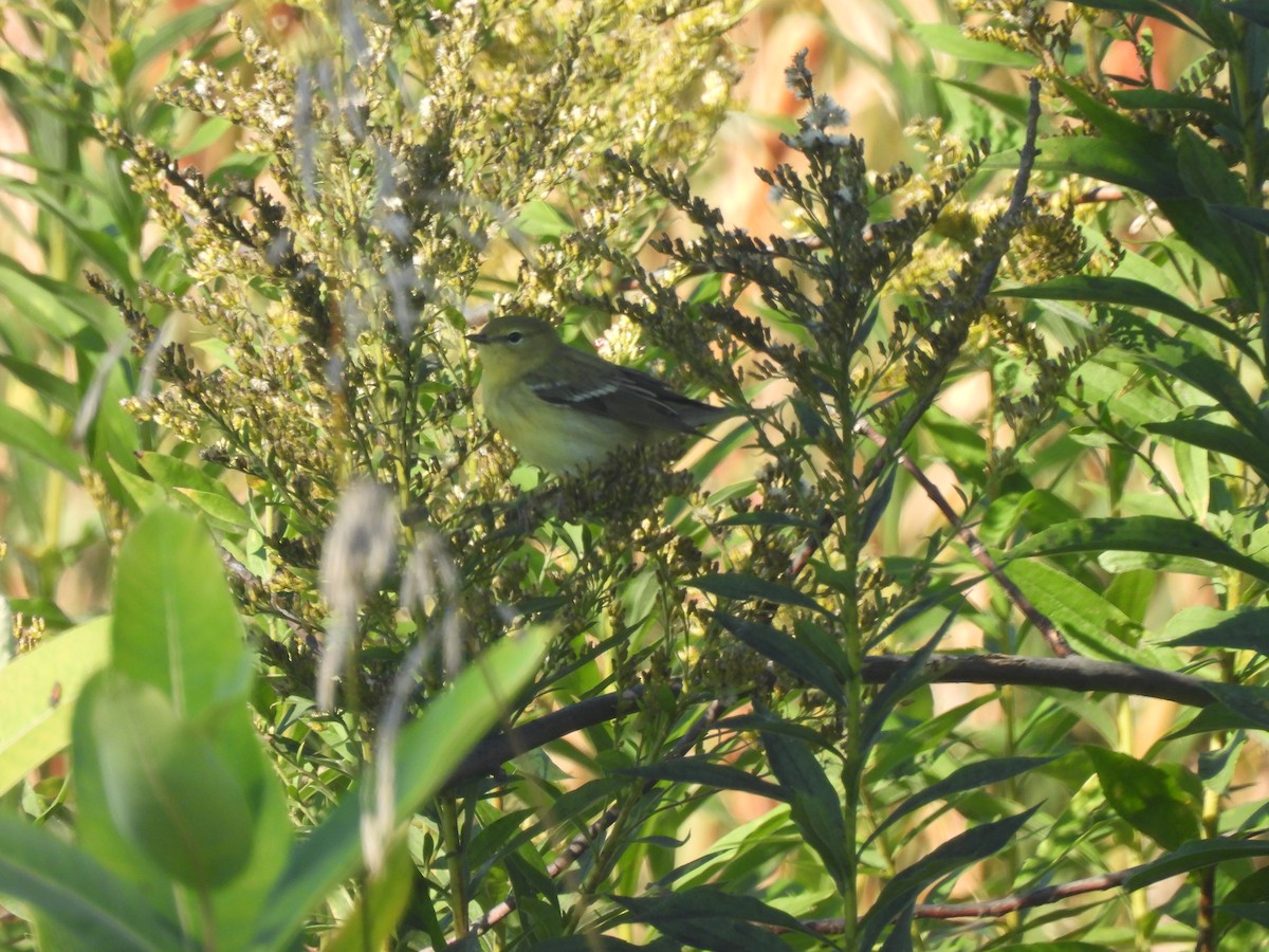 Bay-breasted Warbler - ML624233032