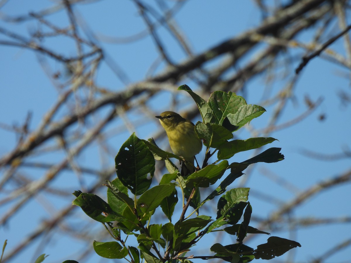 Bay-breasted Warbler - ML624233033