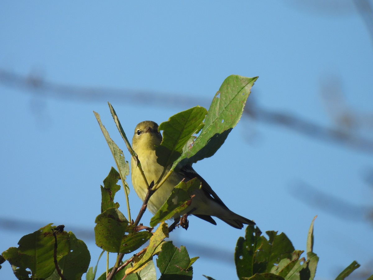 Bay-breasted Warbler - ML624233034