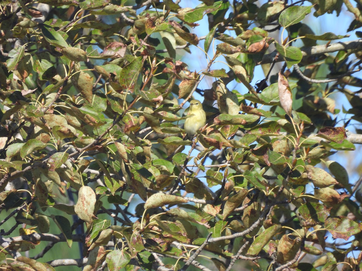 Bay-breasted Warbler - ML624233035