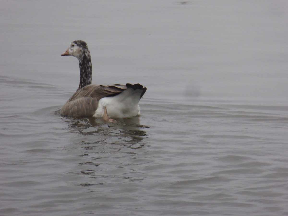 Domestic goose sp. x Canada Goose (hybrid) - ML624233049