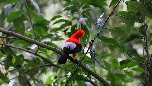 Andean Cock-of-the-rock - ML624233092