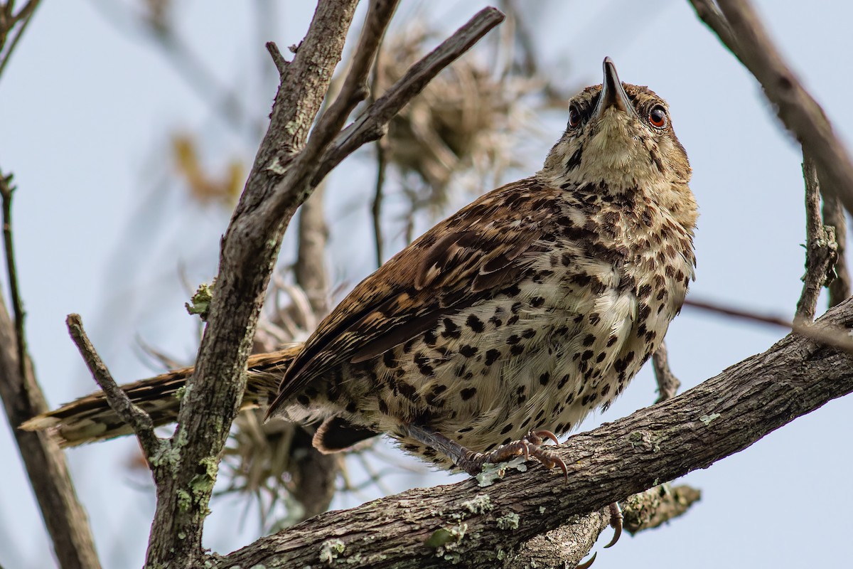 Boucard's Wren - ML624233115