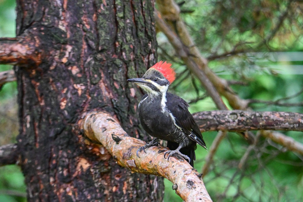 Pileated Woodpecker - ML624233155