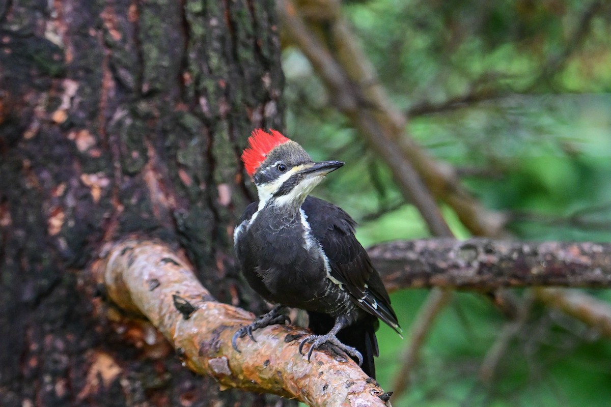 Pileated Woodpecker - ML624233156