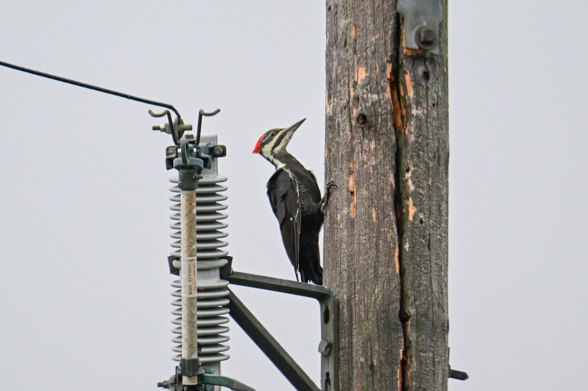 Pileated Woodpecker - ML624233157