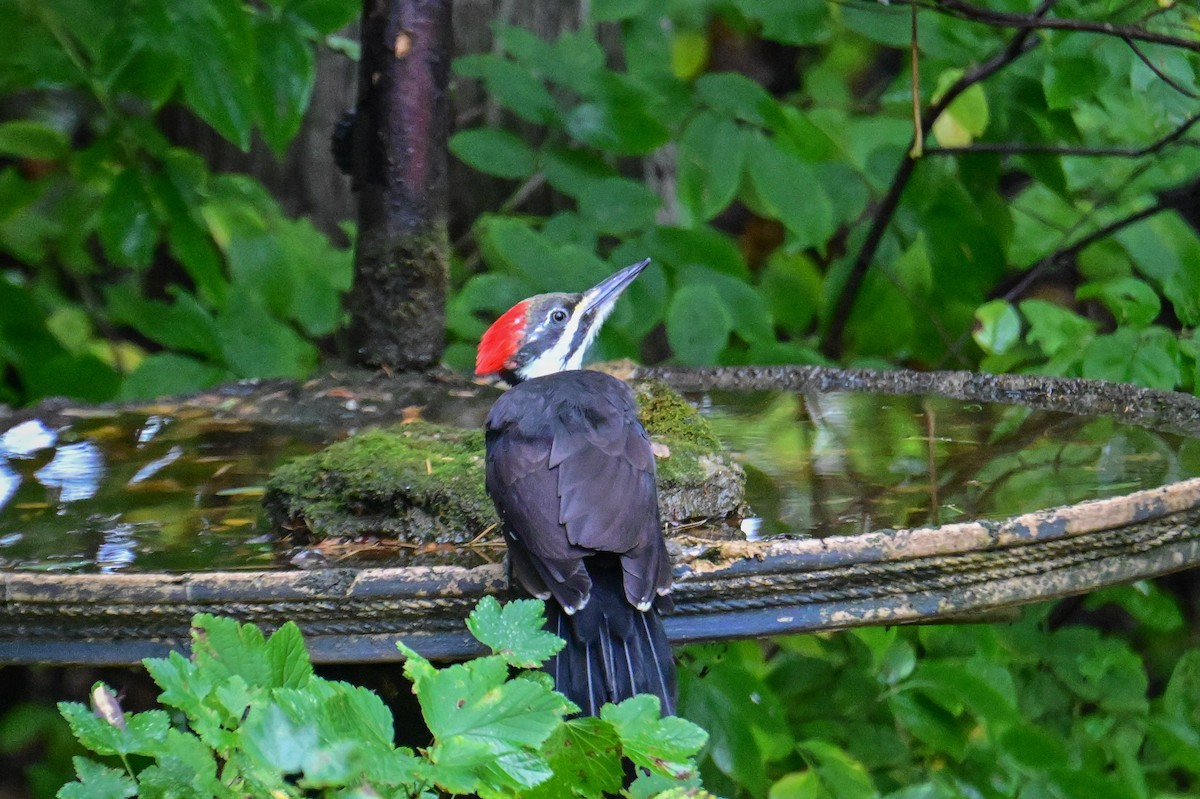 Pileated Woodpecker - ML624233158