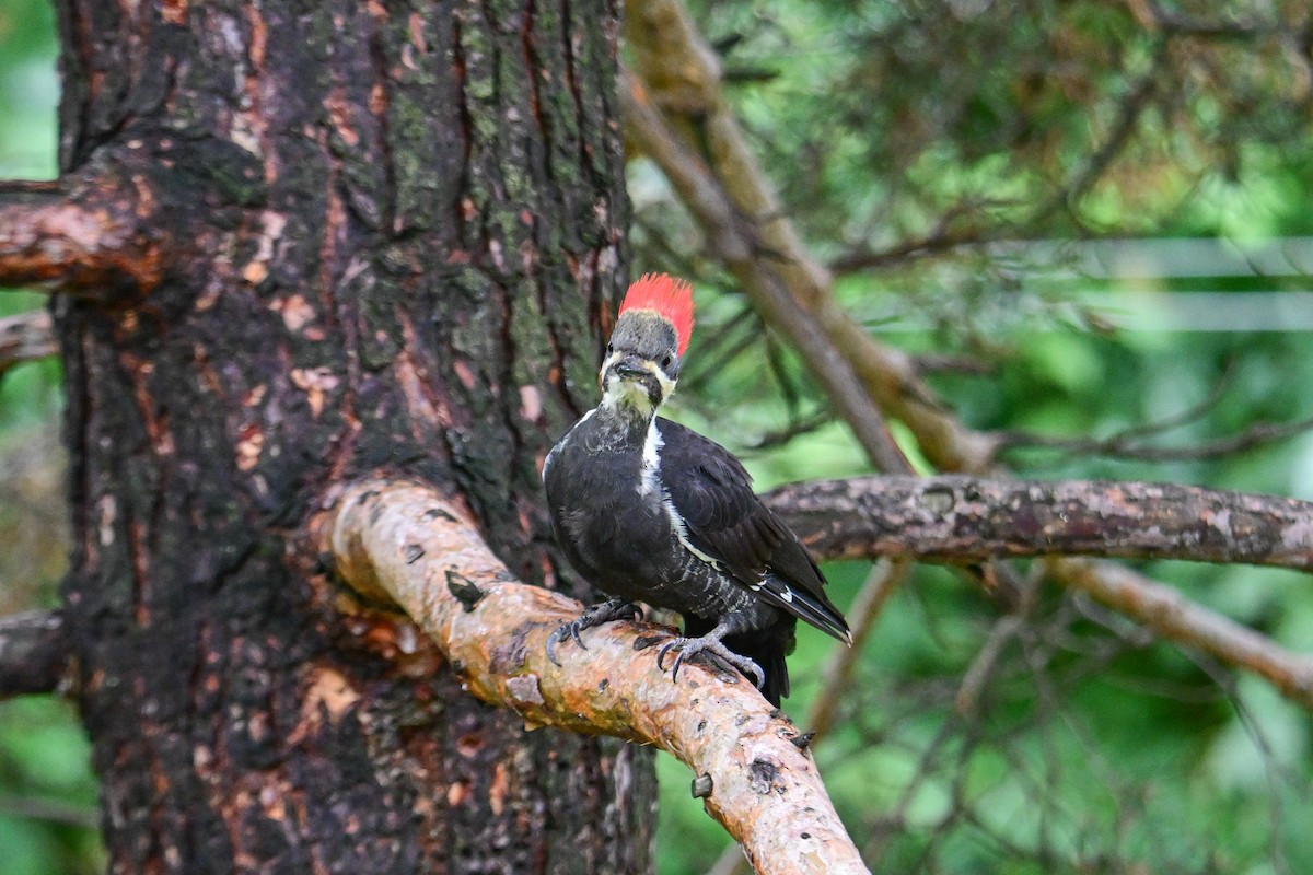 Pileated Woodpecker - ML624233159